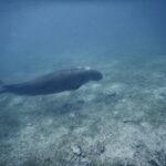 20220130 - Dugong Titi Moya - Célia Bizouarne