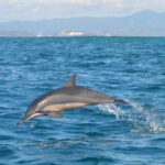20230819 - Dauphins à long bec - Aurelie Rasserie (4)