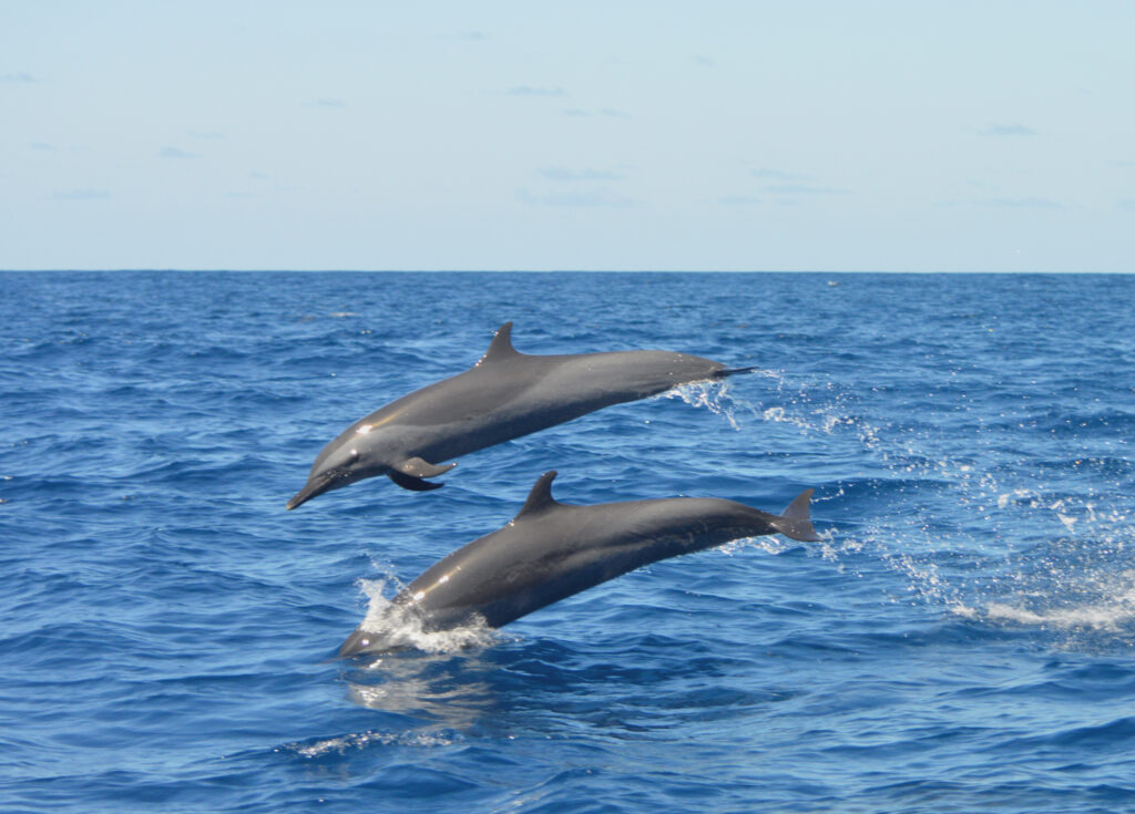 Dauphin tacheté