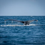 20240825 baleine à Bosse - Aurélien Muller (3) (1)