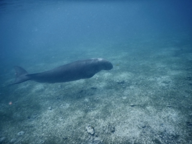 Dugong