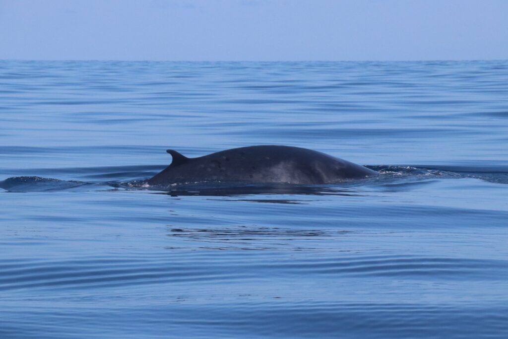 Rorqual d'Omura