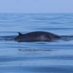 20221124 - Baleine d'Omura dos - Nosy Be - David Lorieux (10)