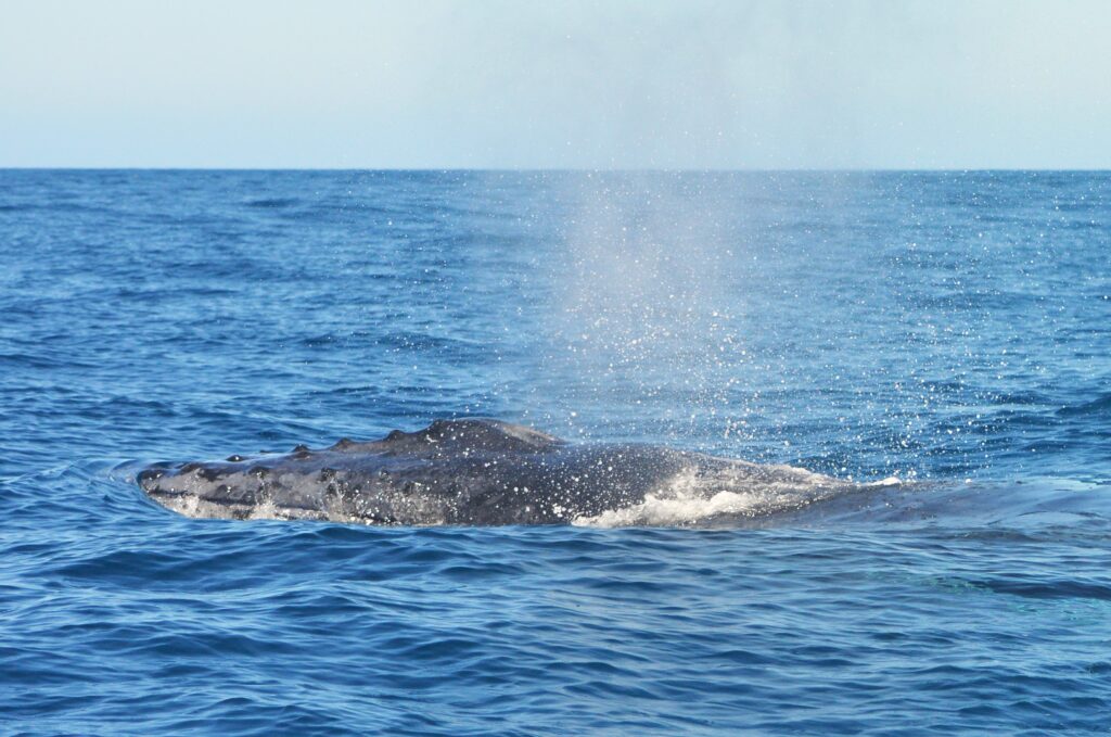 Baleine à bosse