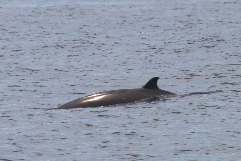 Mésoplodon de Blainville