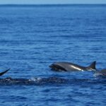 20241026 - Dauphins de Fraser male- Margot Toussaint Ceta'Maore