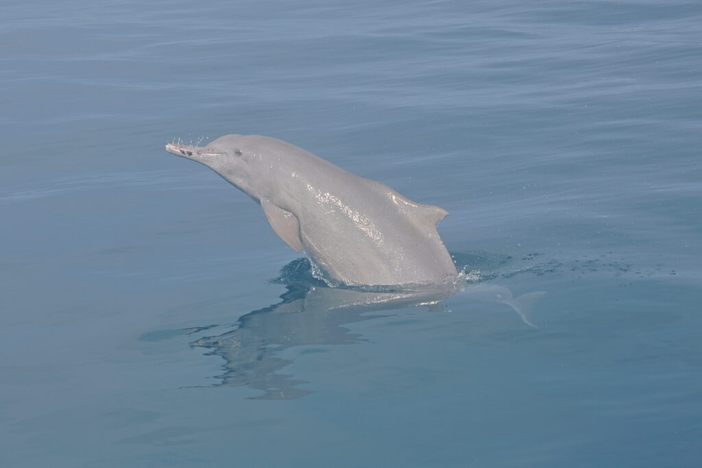 Dauphin à bosse