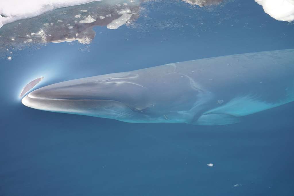 Petit rorqual de l'Antarctique