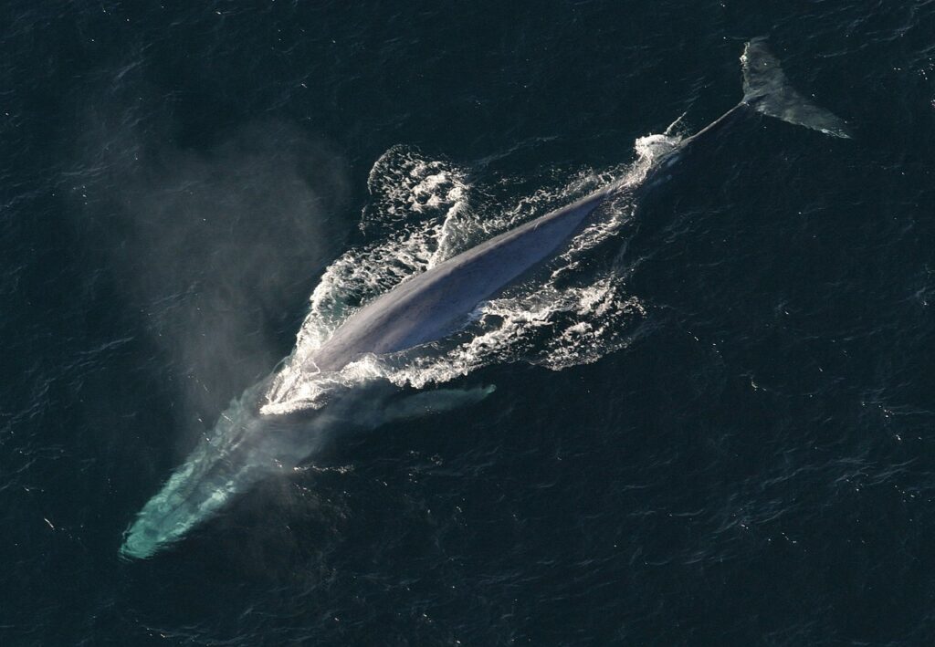 Baleine bleue