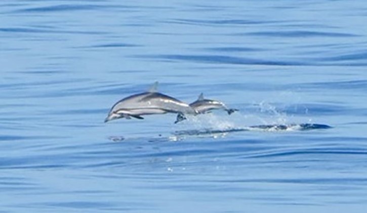 Dauphin bleu et blanc
