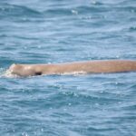 Dugong observé en surface - Nicolas Chabot / Lagon Aventure