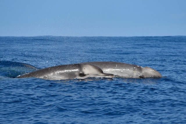 Mésoplodon de Longman