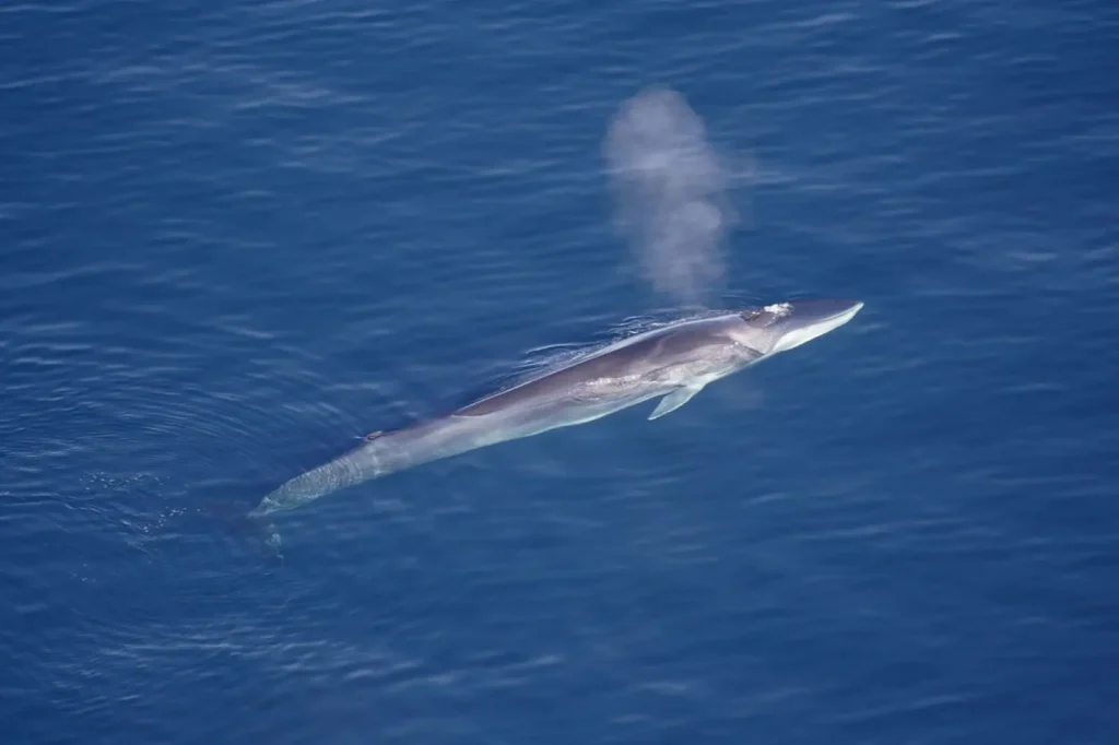 Rorqual commun