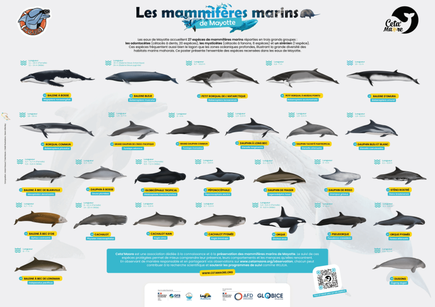 Poster Les 27 mammifères marins de Mayotte - VDef FHD_compressed-1